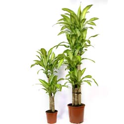 Dracaena massangeana / Dracaena massangeana